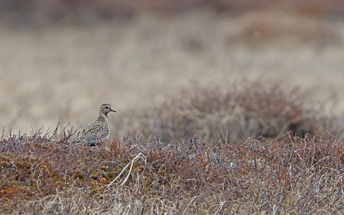 European Golden-Plover - ML599927541