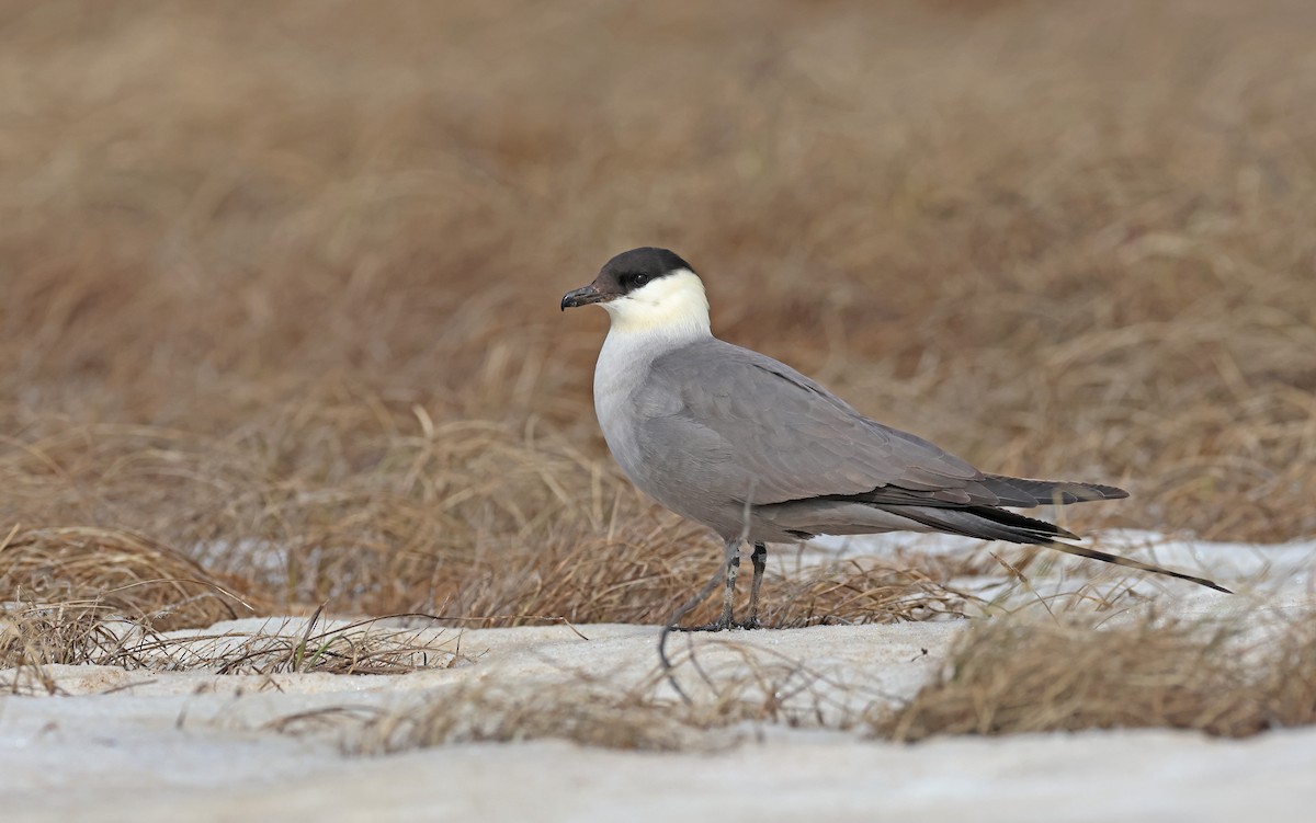 Long-tailed Jaeger - ML599927791