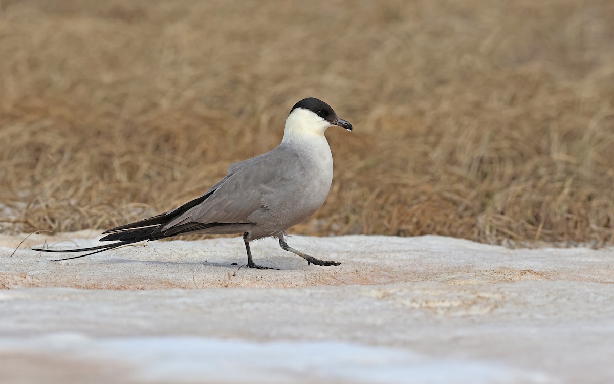 Long-tailed Jaeger - ML599927801