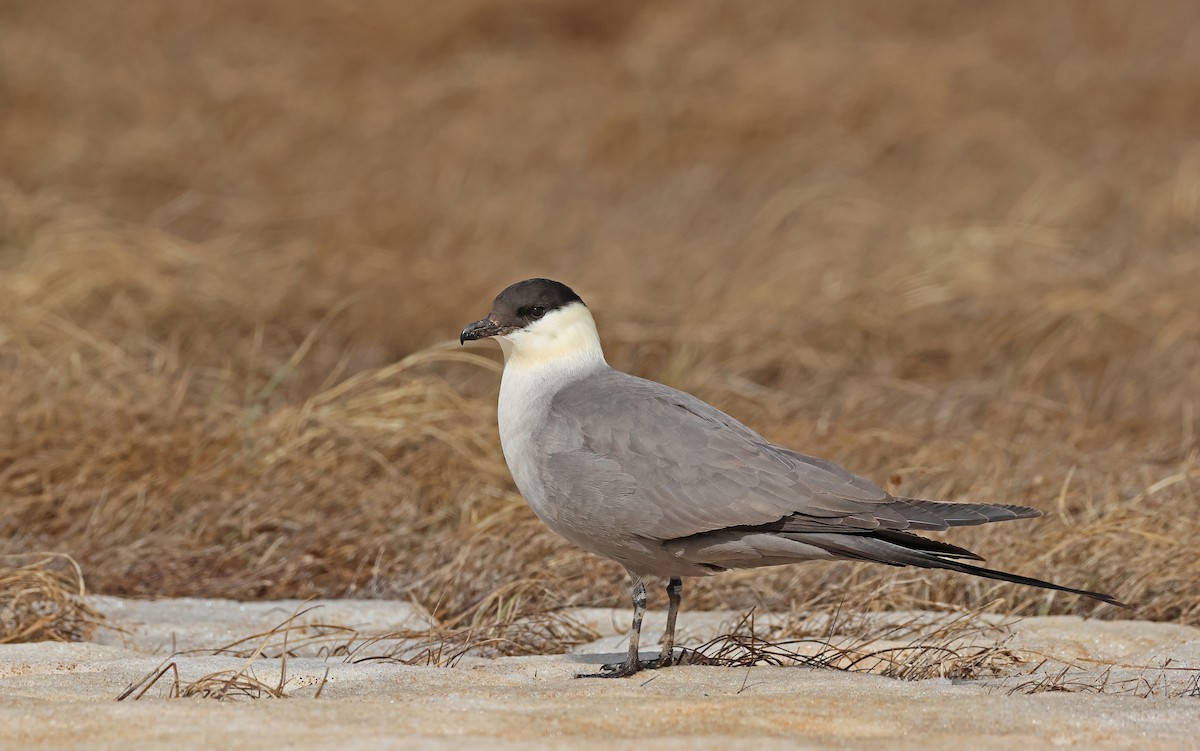 Long-tailed Jaeger - Christoph Moning