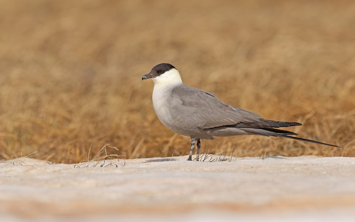 Long-tailed Jaeger - ML599927821