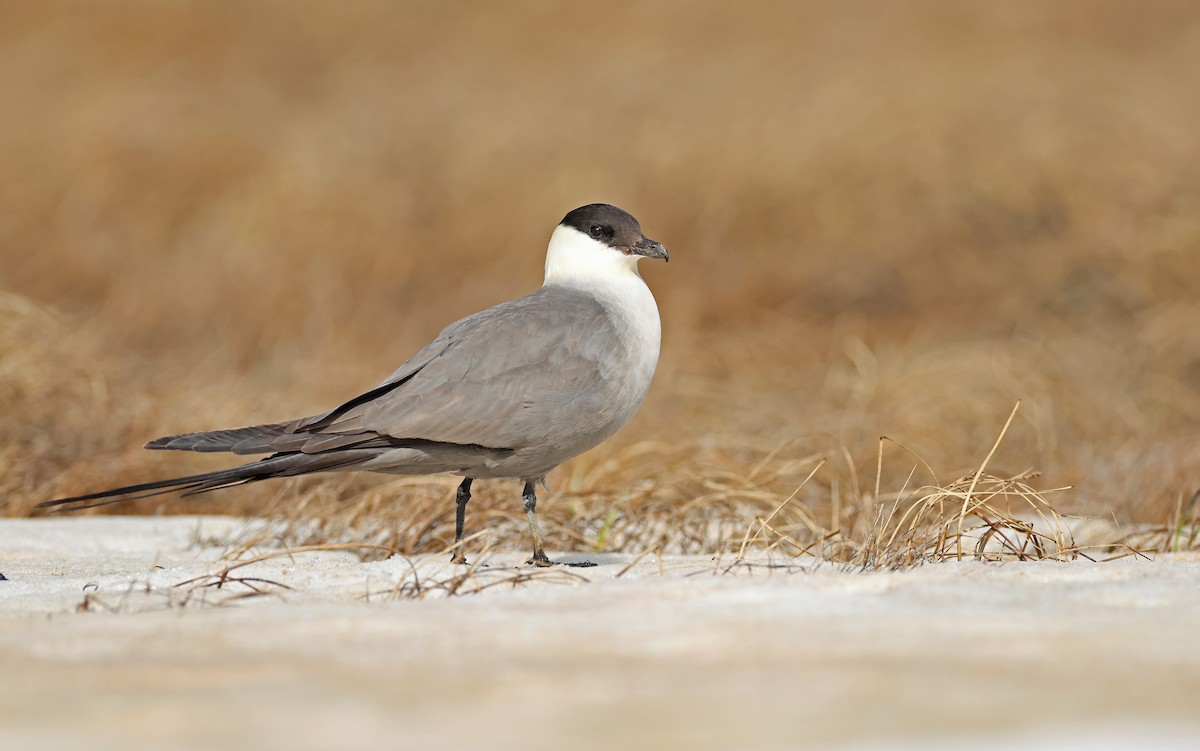 Long-tailed Jaeger - ML599927831