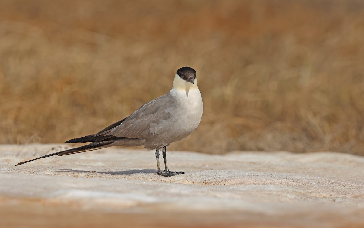 Long-tailed Jaeger - ML599927851