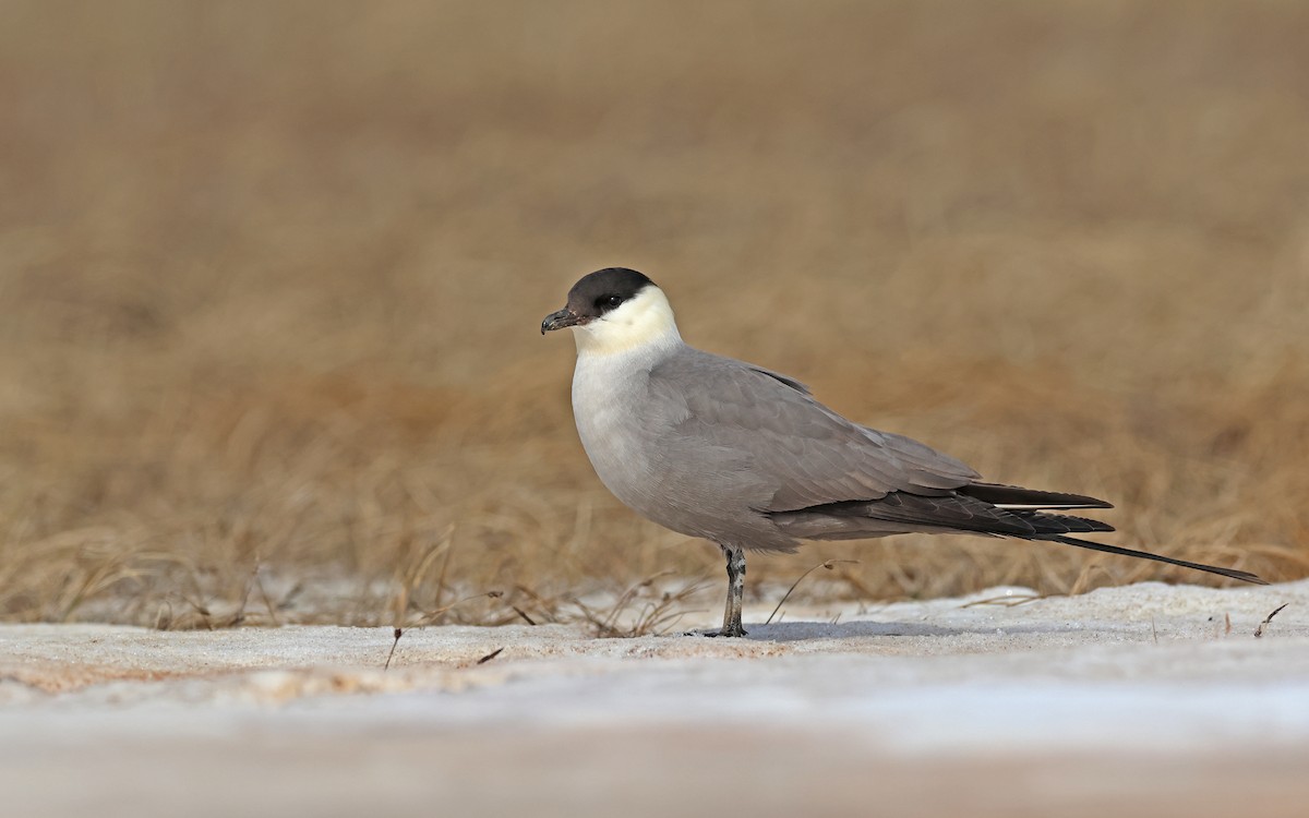 Long-tailed Jaeger - ML599927861