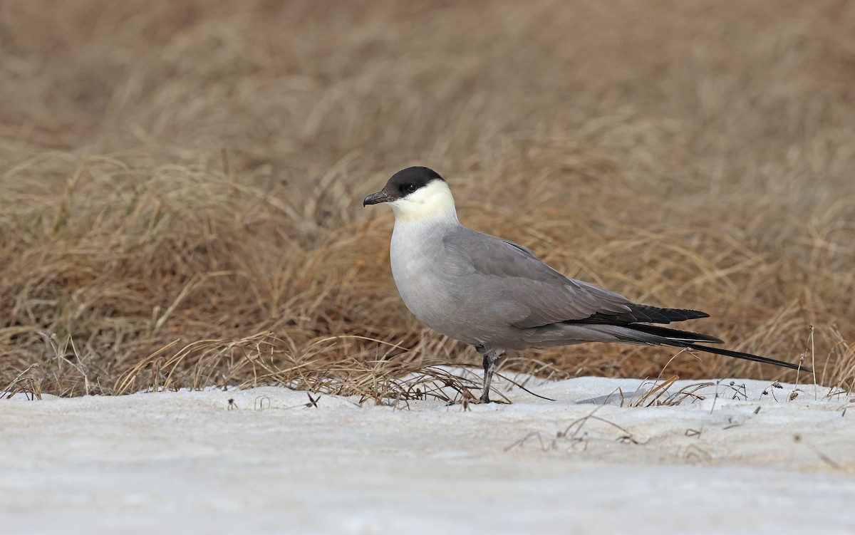 Long-tailed Jaeger - ML599927871