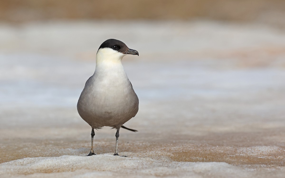 Long-tailed Jaeger - ML599927881