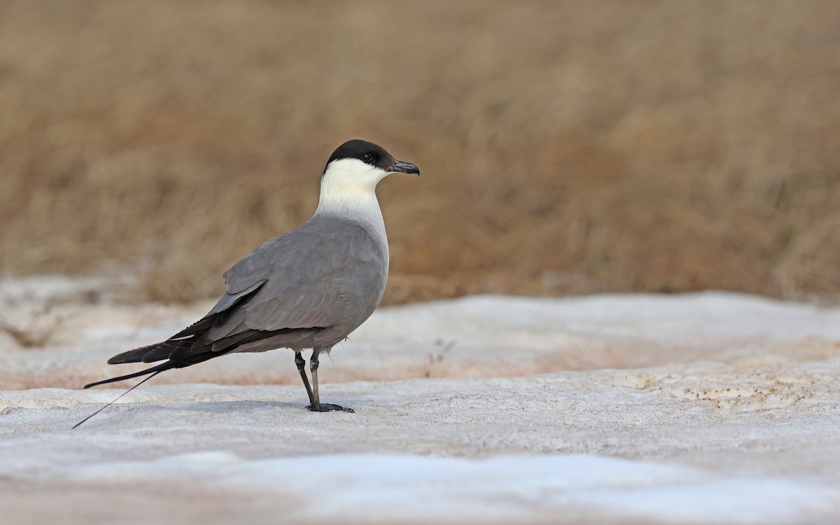 Long-tailed Jaeger - Christoph Moning