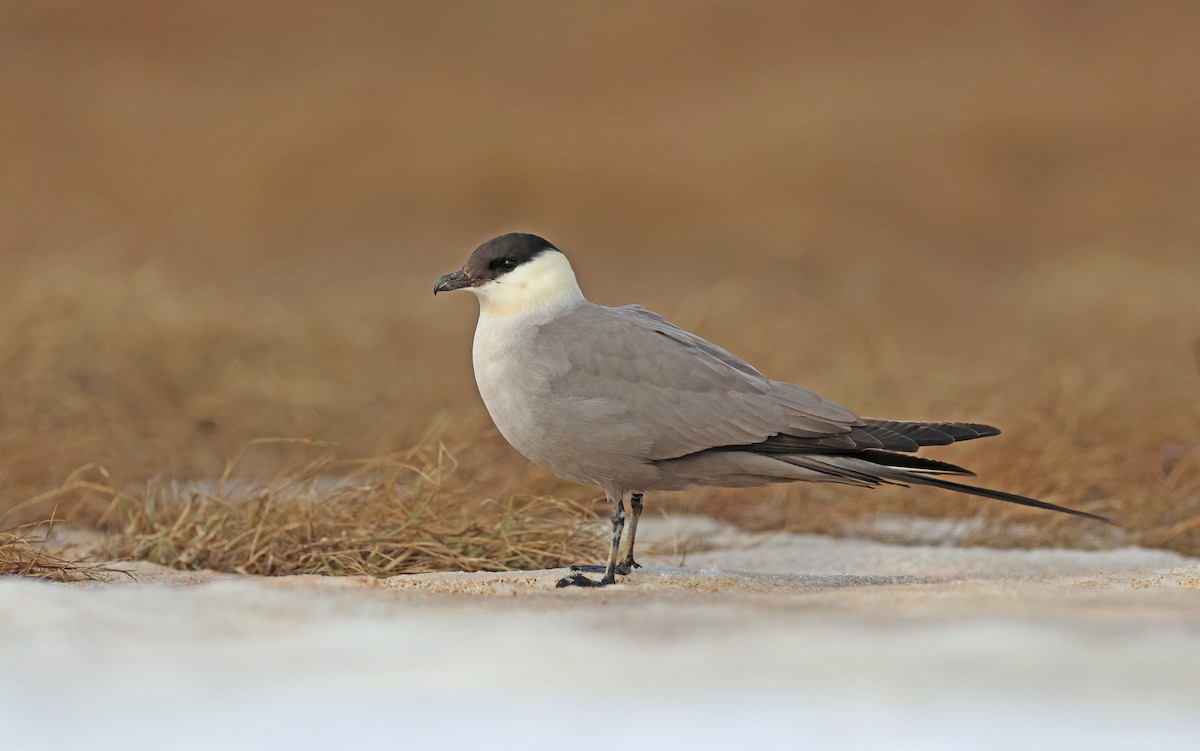 Long-tailed Jaeger - ML599927901