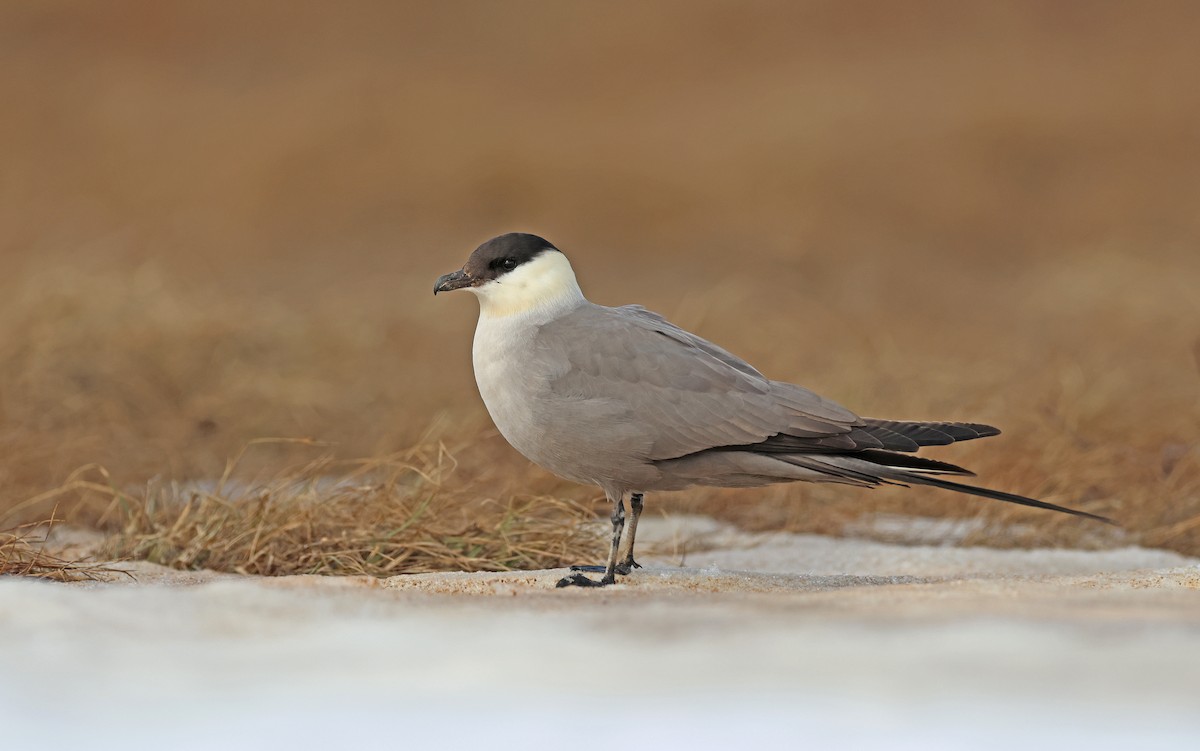 Págalo Rabero - ML599927901