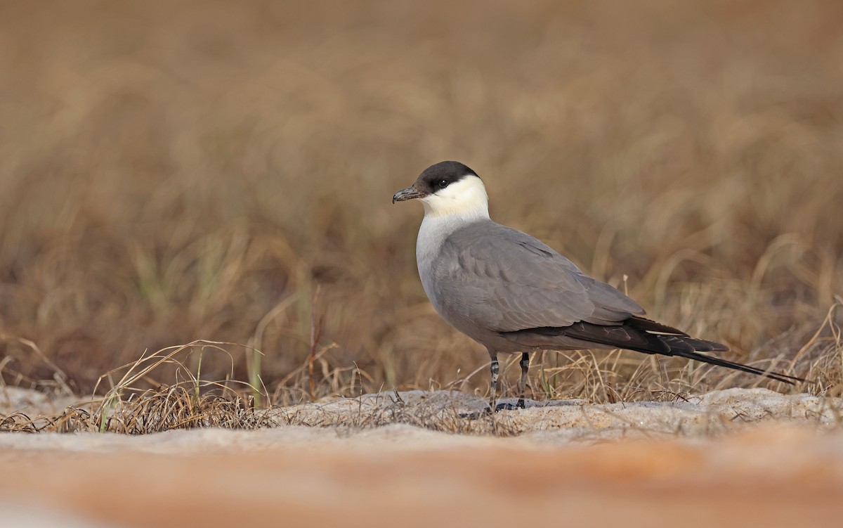 Long-tailed Jaeger - ML599927911