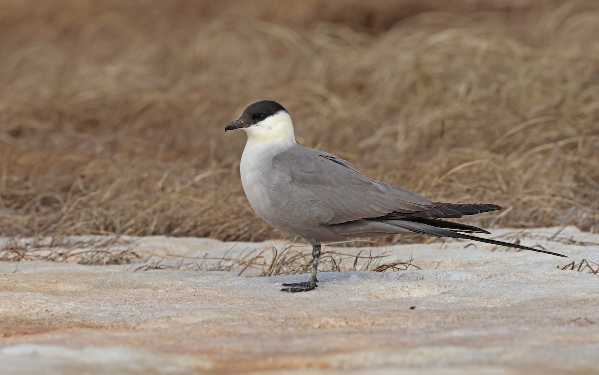 Long-tailed Jaeger - ML599927921