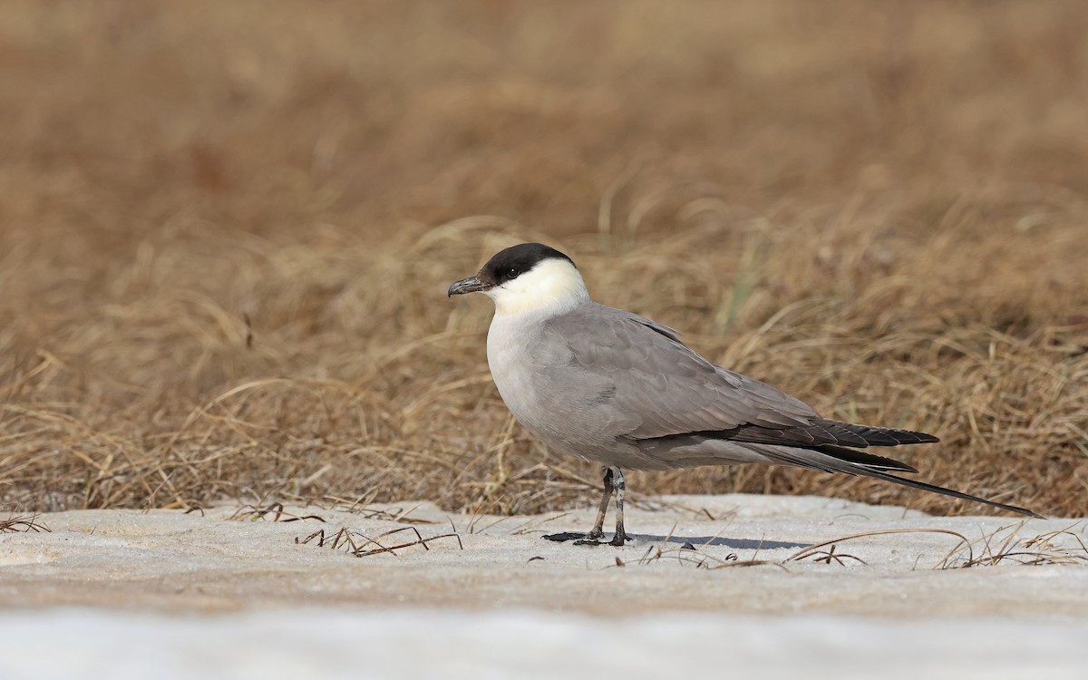 Long-tailed Jaeger - ML599927931