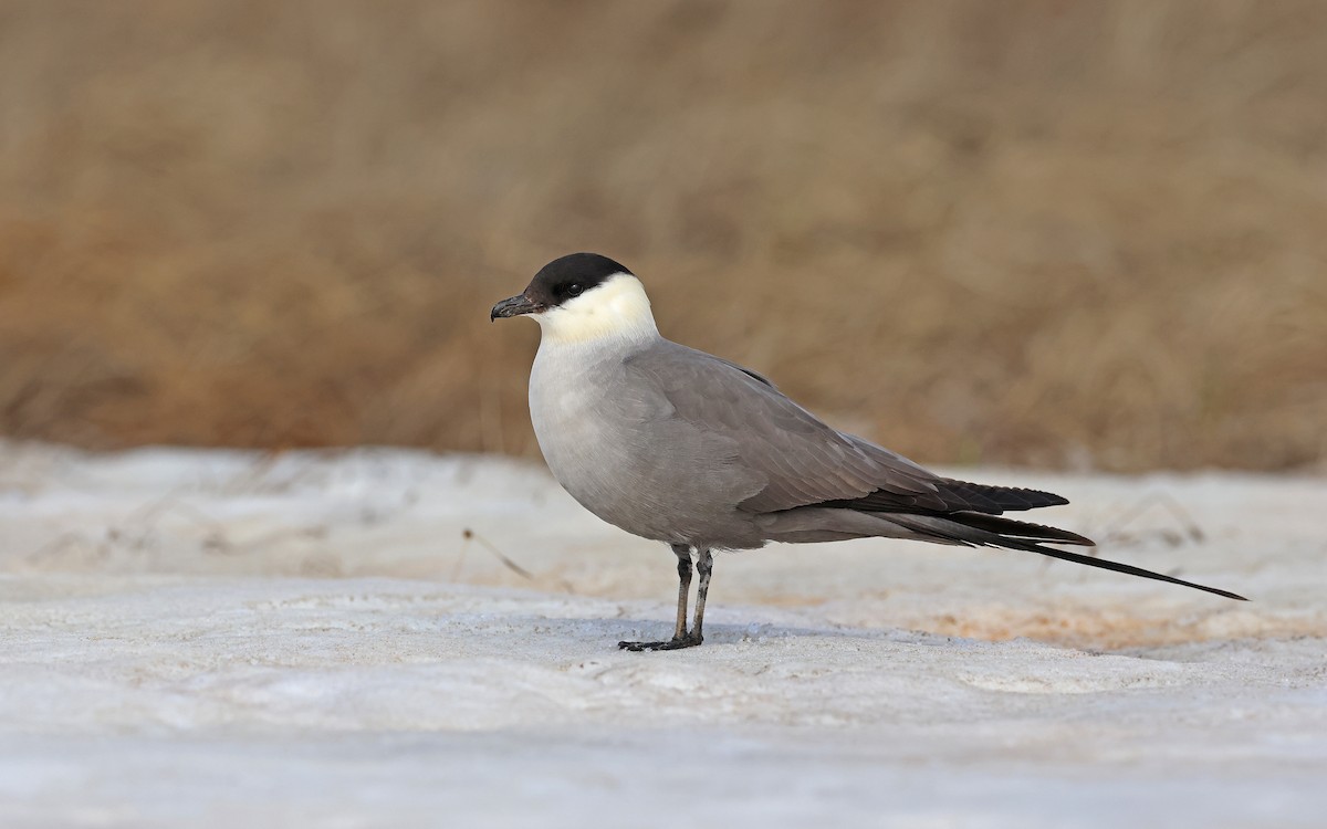 Long-tailed Jaeger - ML599927941