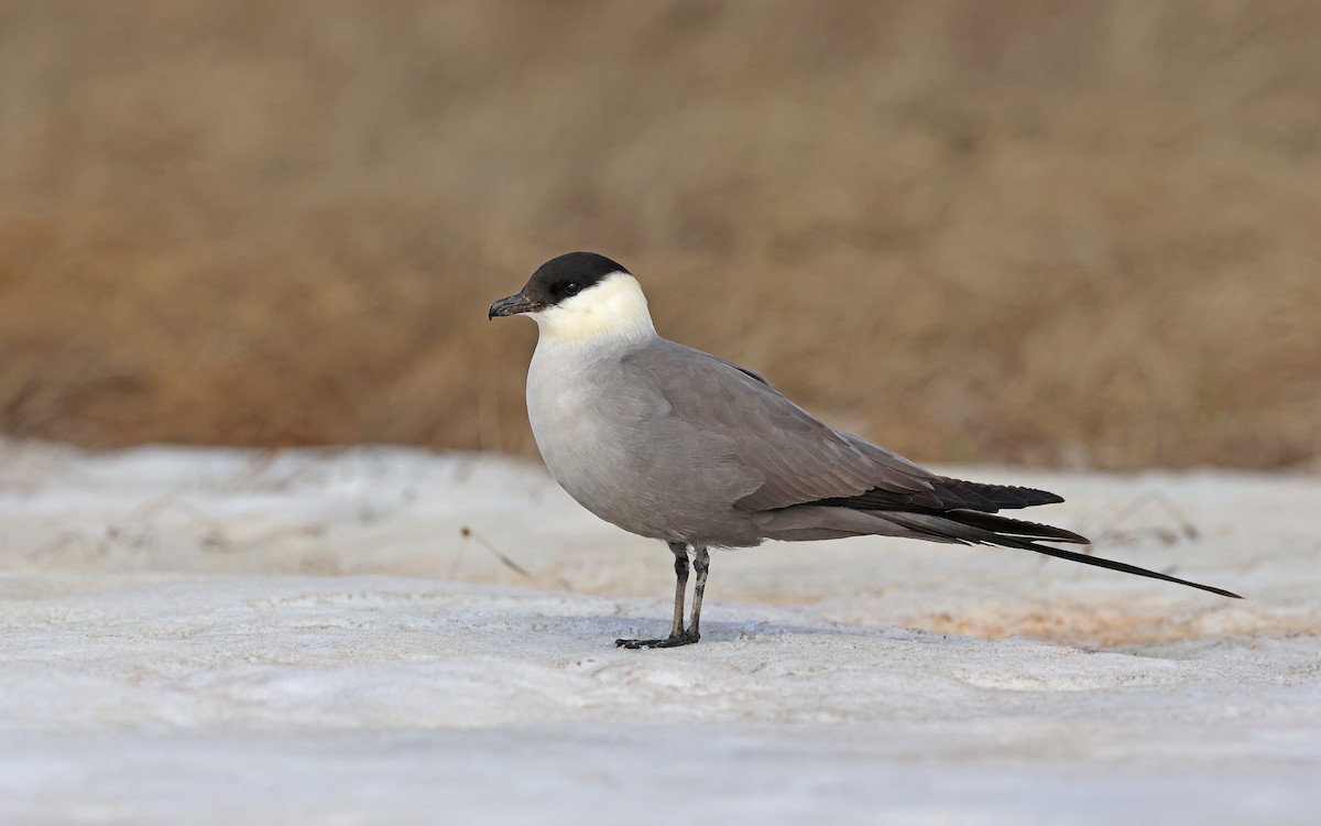 Págalo Rabero - ML599927941