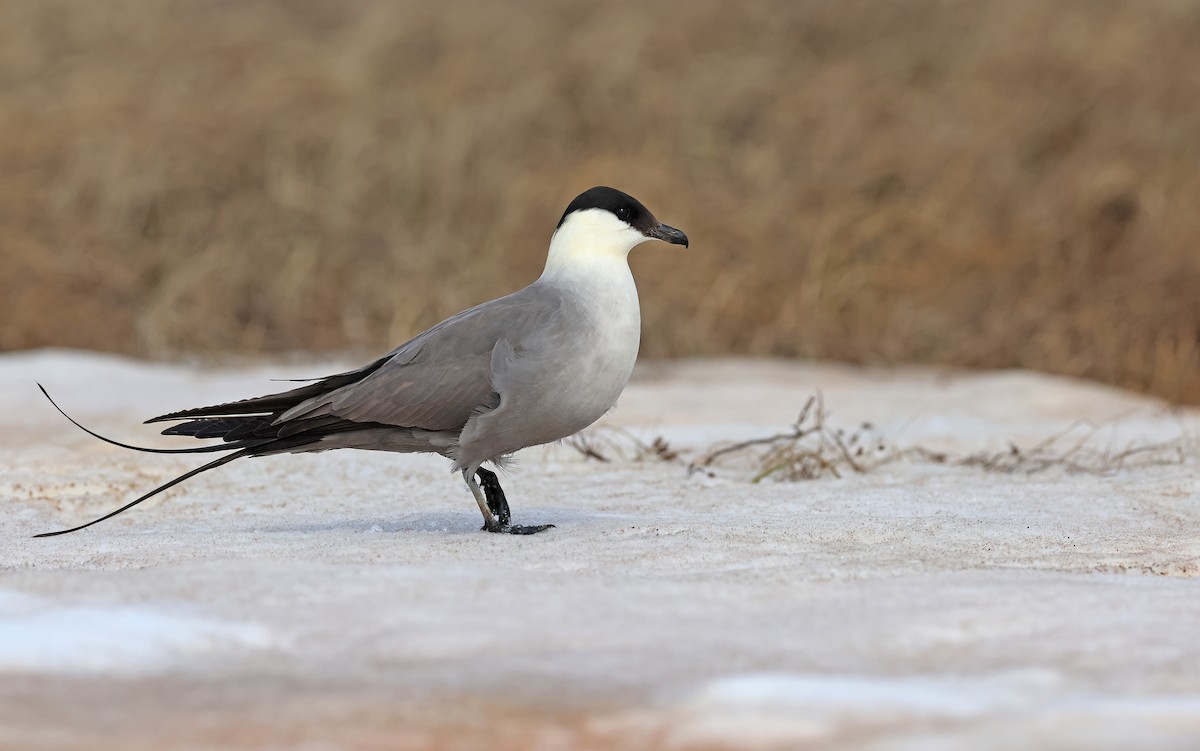 Long-tailed Jaeger - ML599927951
