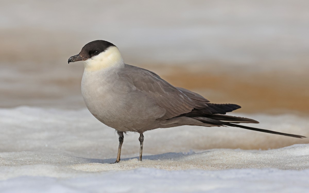 Long-tailed Jaeger - ML599927961