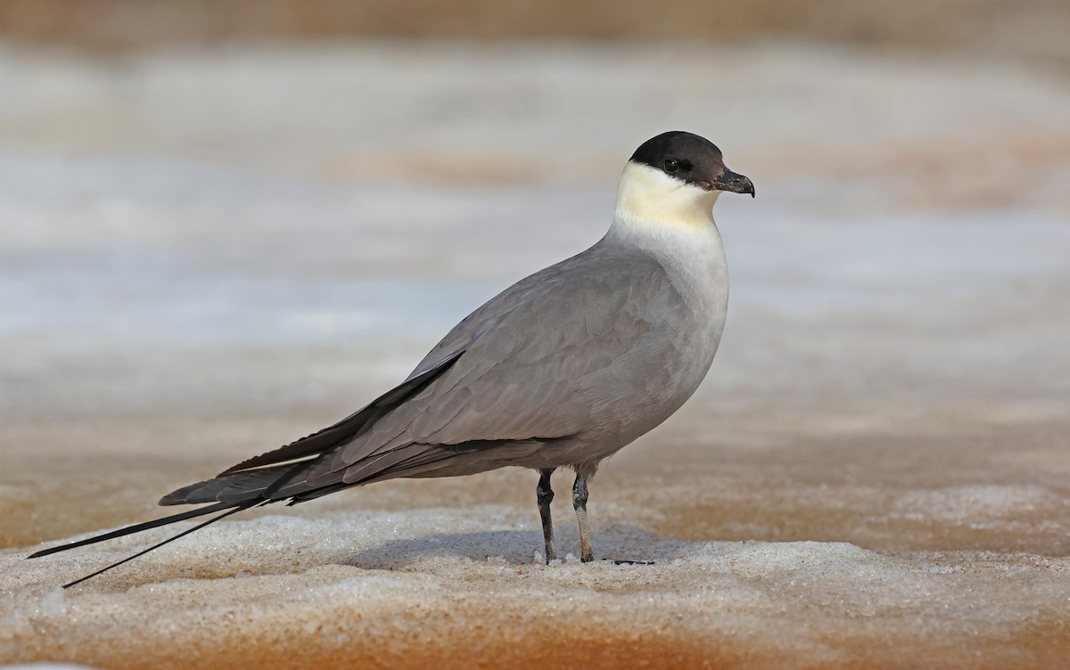 Long-tailed Jaeger - ML599927981