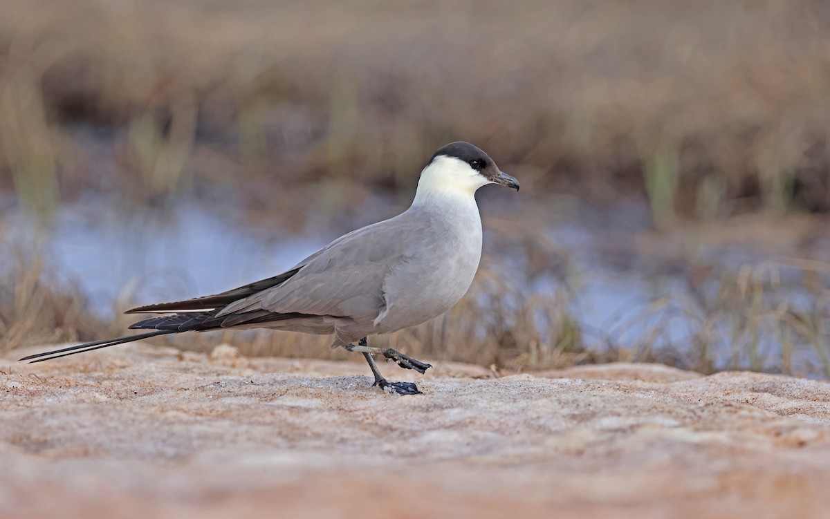 Long-tailed Jaeger - Christoph Moning