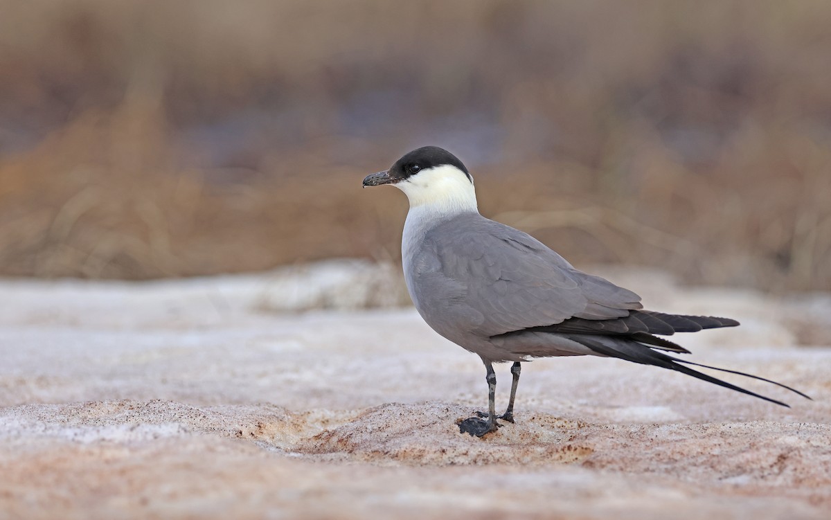 Long-tailed Jaeger - ML599928011