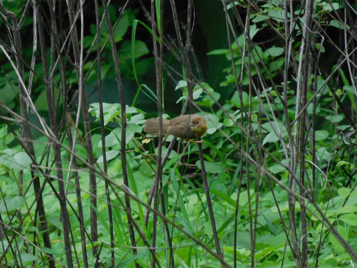 Tawny-bellied Babbler - ML599929611