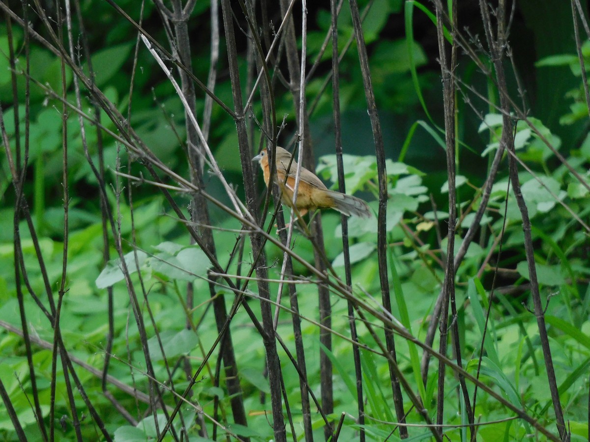 Tawny-bellied Babbler - ML599929631