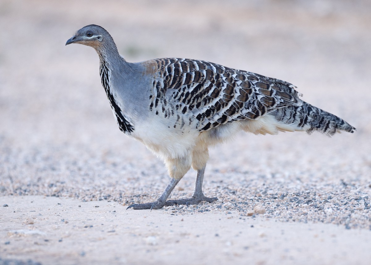 Malleefowl - Martin Allen