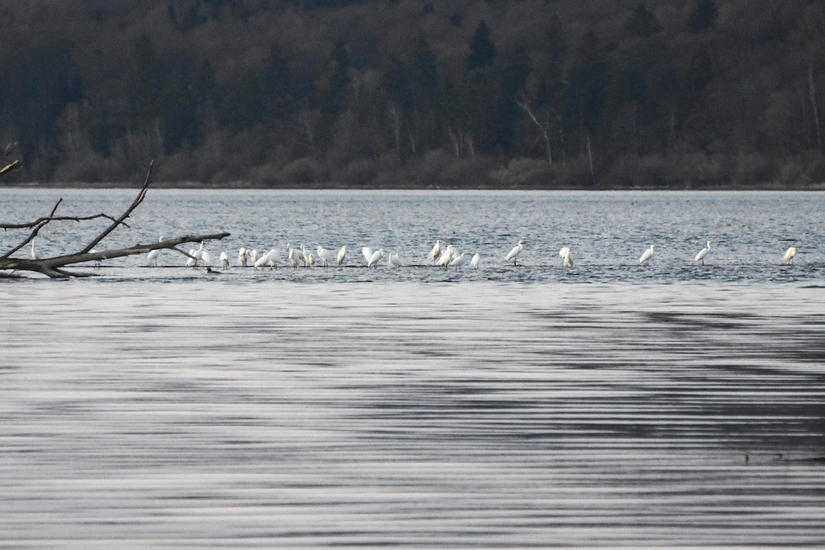 Great Egret - Max Herrmann