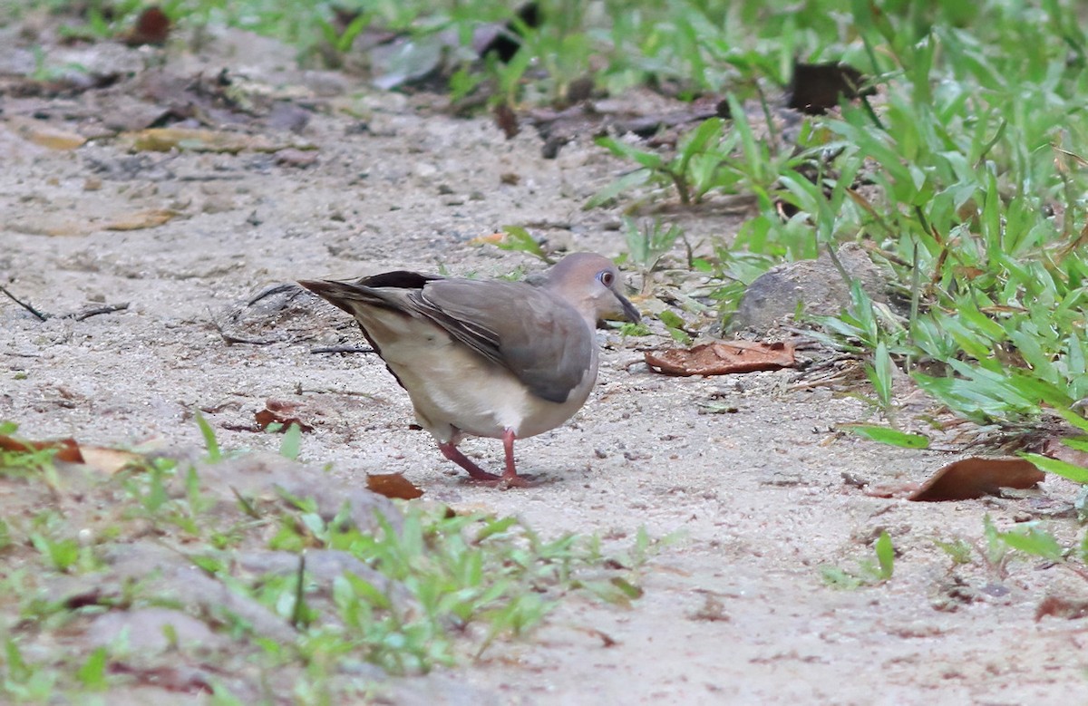 White-tipped Dove - ML599933661