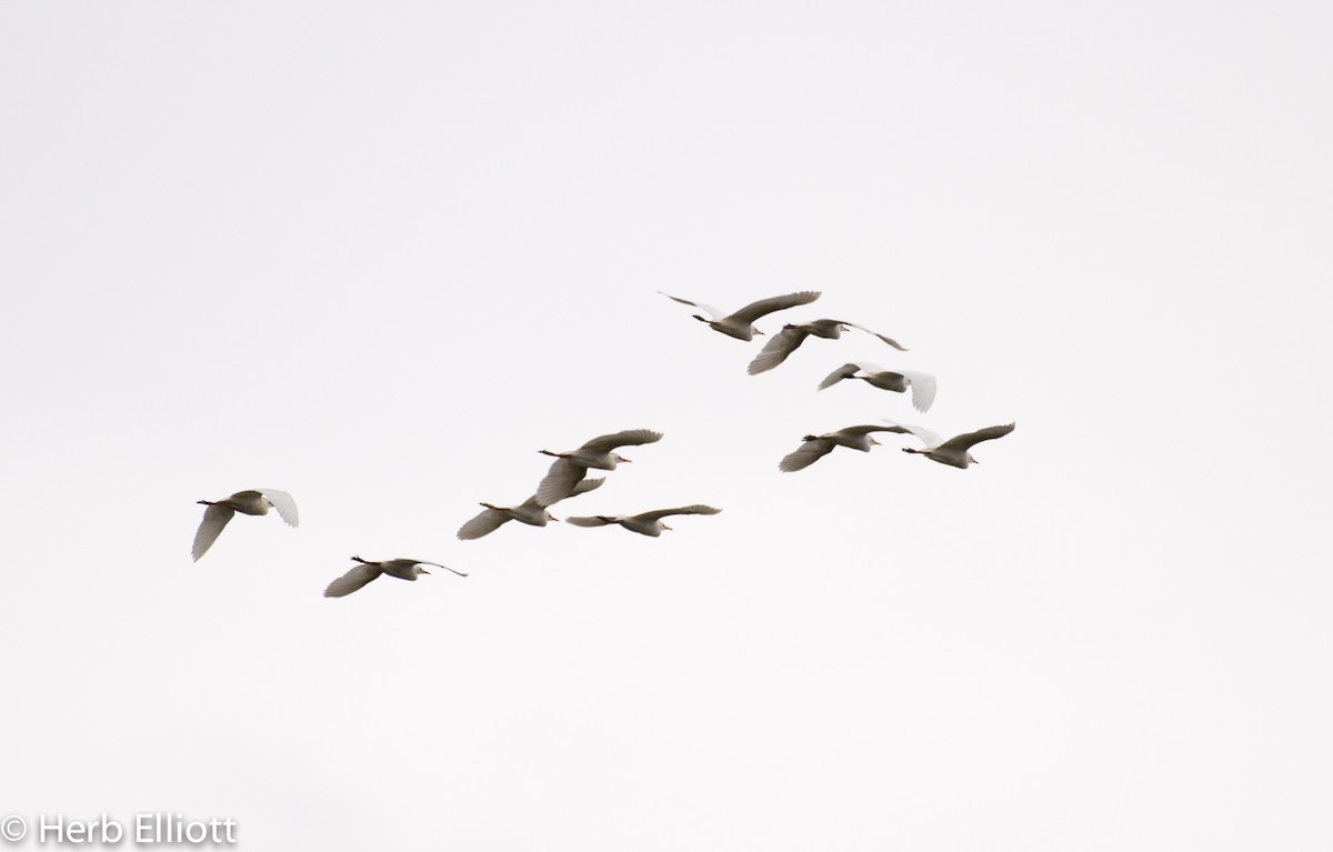 Western Cattle-Egret - ML59993391