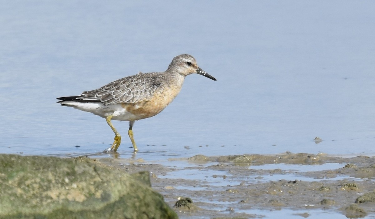 Red Knot - ML599934511