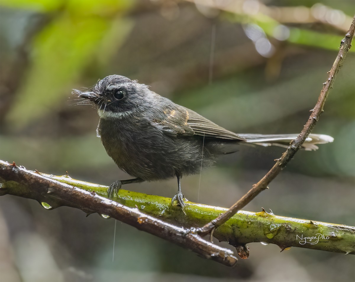 White-throated Fantail - ML599935361