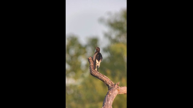 Red-headed Woodpecker - ML599935901