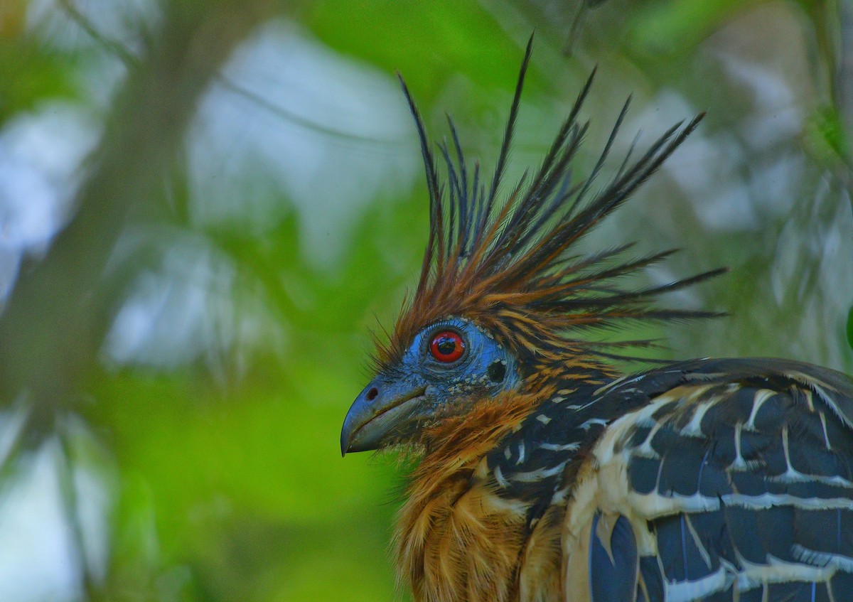 Hoatzin - ML599936091