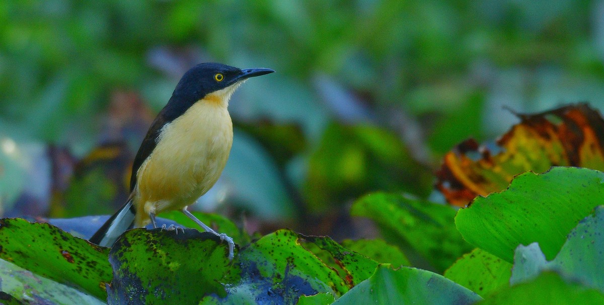 Black-capped Donacobius - ML599936241