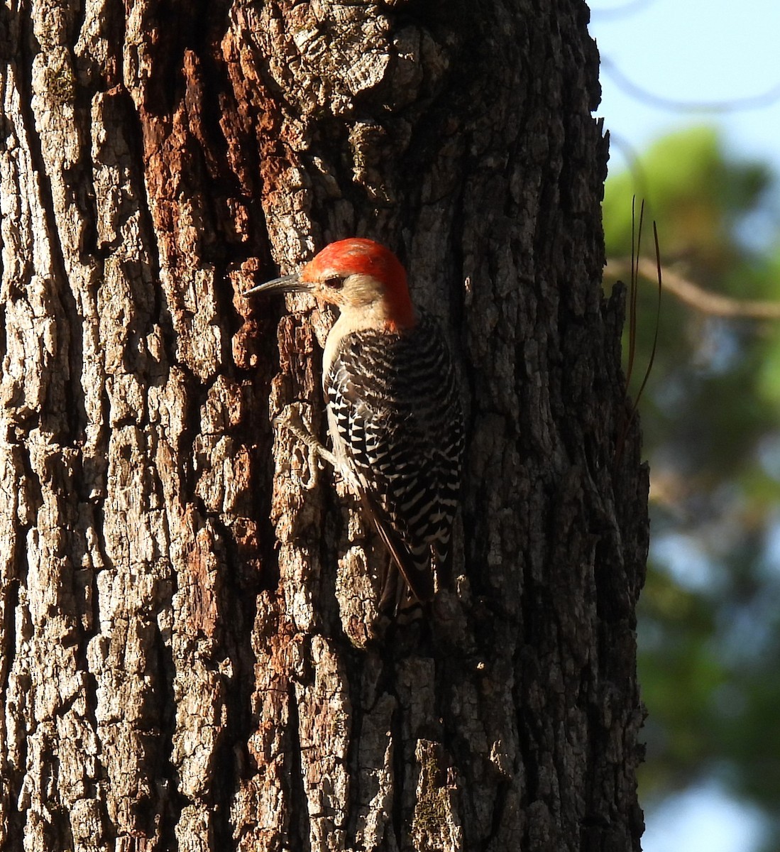 Red-bellied Woodpecker - ML599936891