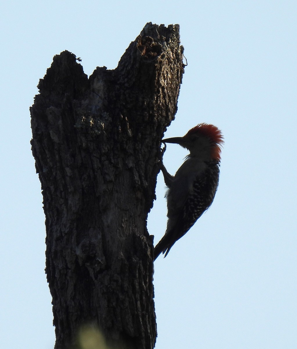 Red-bellied Woodpecker - ML599936941