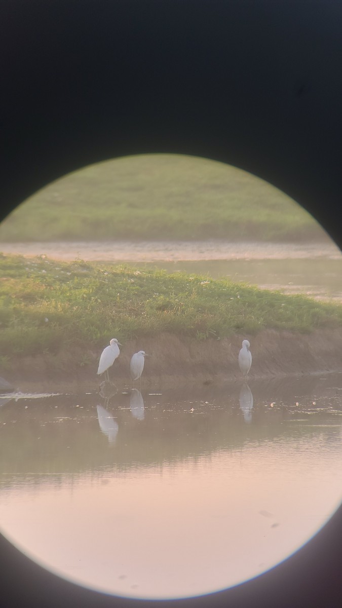 Little Blue Heron - Jordan Parrott