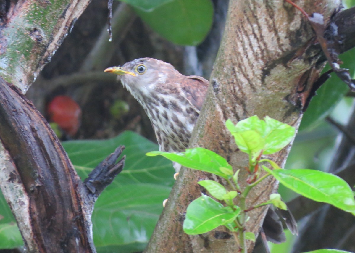 Common Hawk-Cuckoo - ML599937961