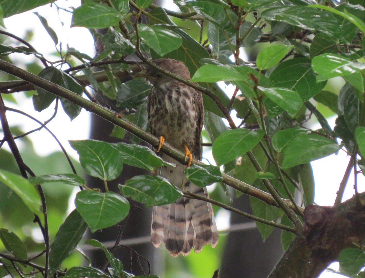 Common Hawk-Cuckoo - Mark Bezuijen