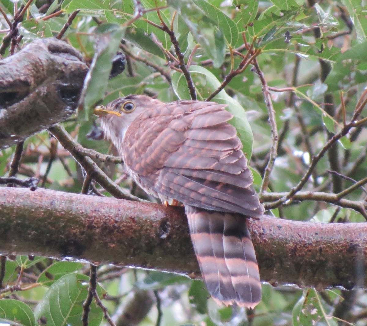 Common Hawk-Cuckoo - ML599938011