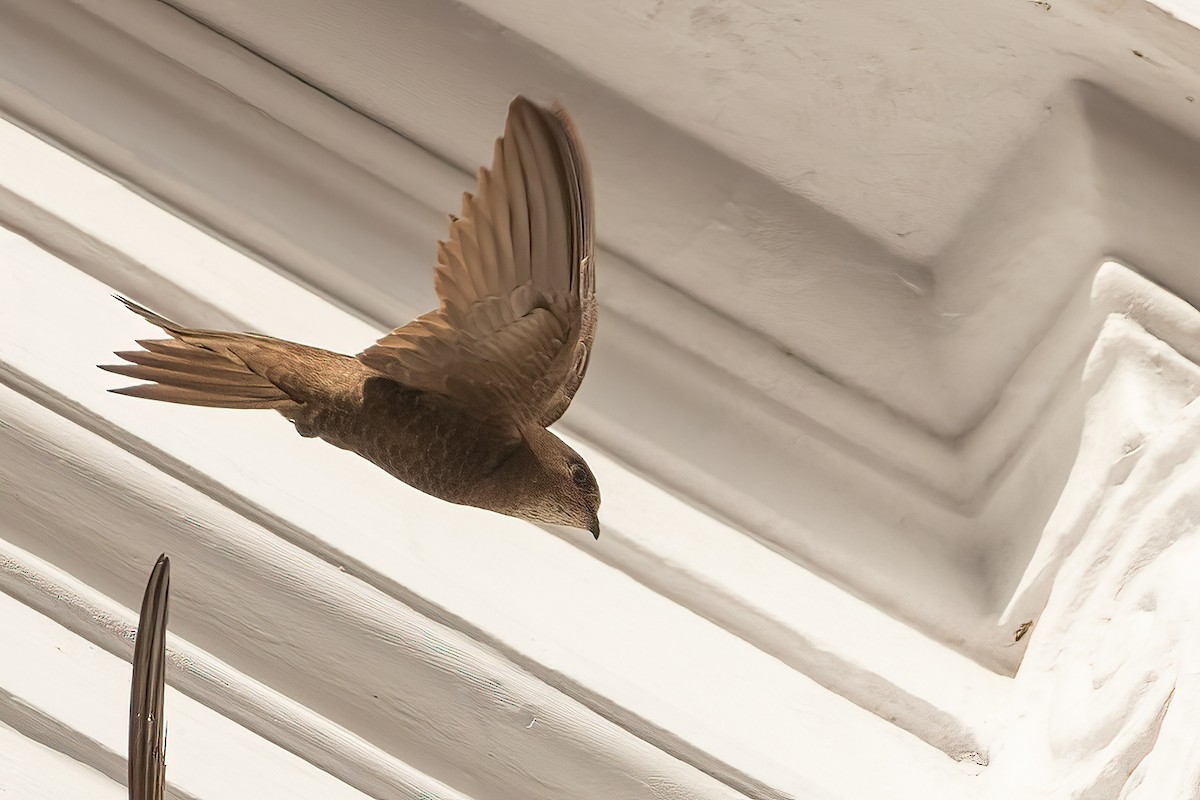 Common Swift - ML599938531