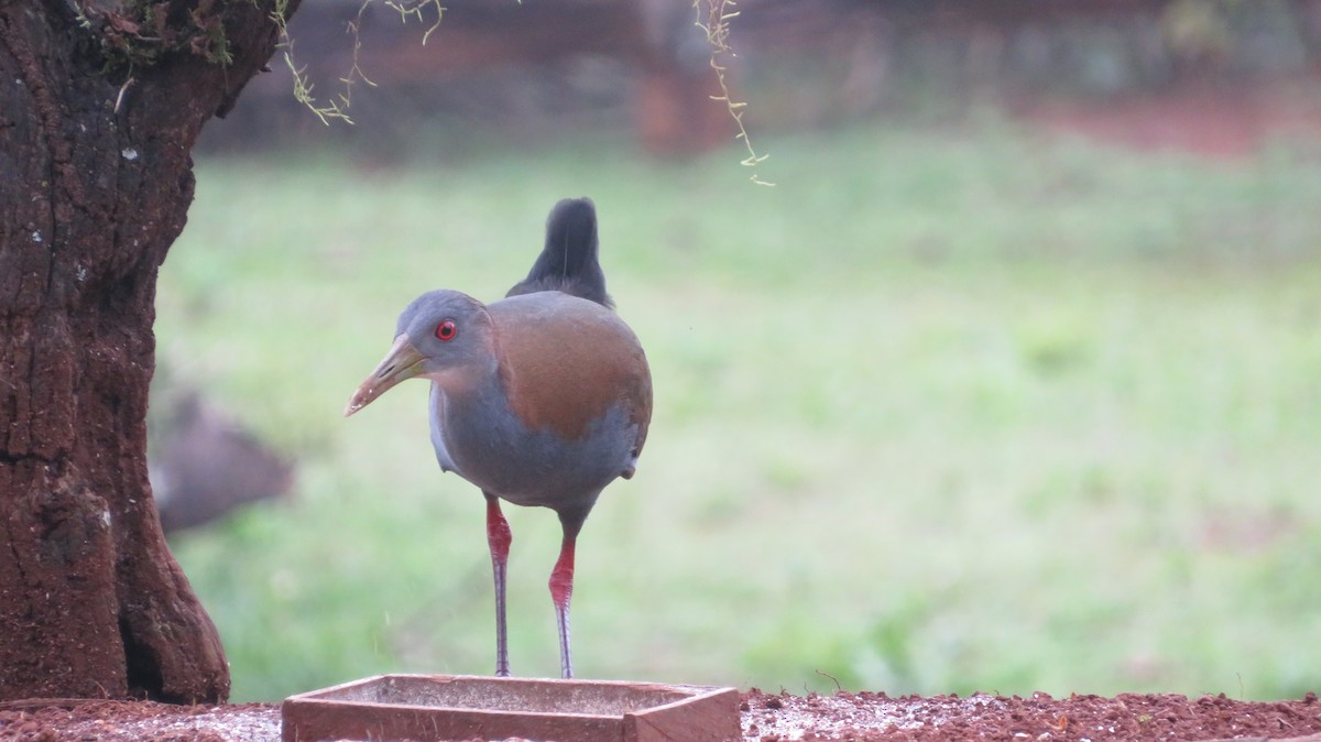 Slaty-breasted Wood-Rail - ML599941571