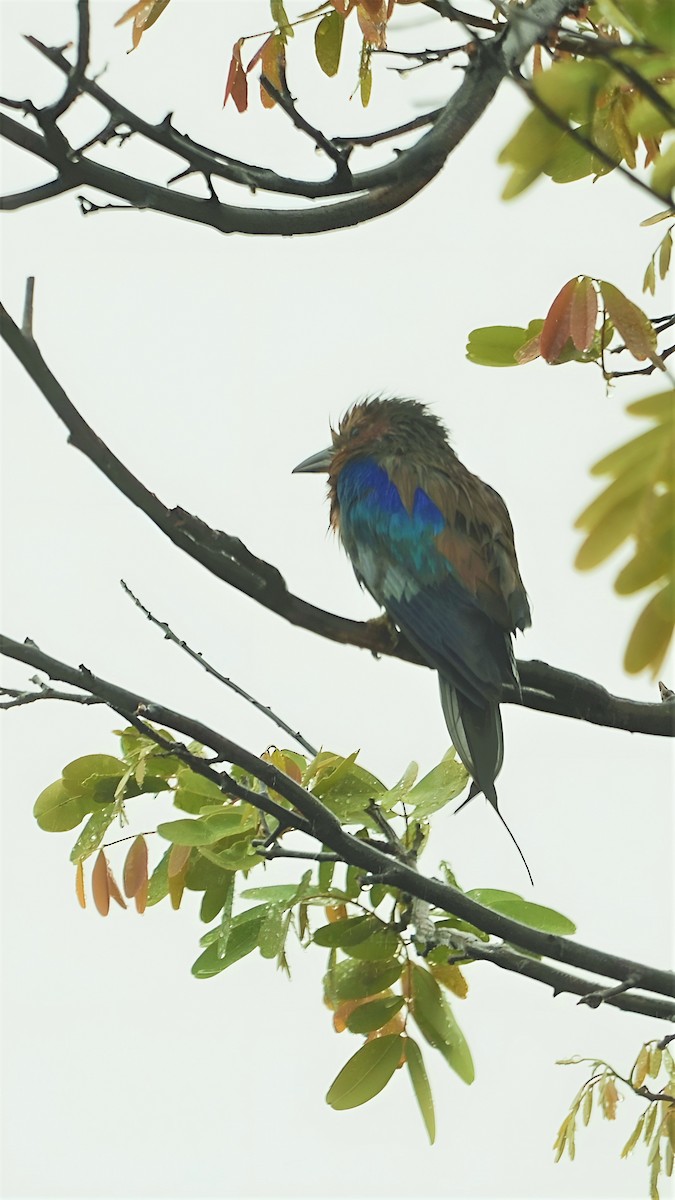Lilac-breasted Roller - ML599941701