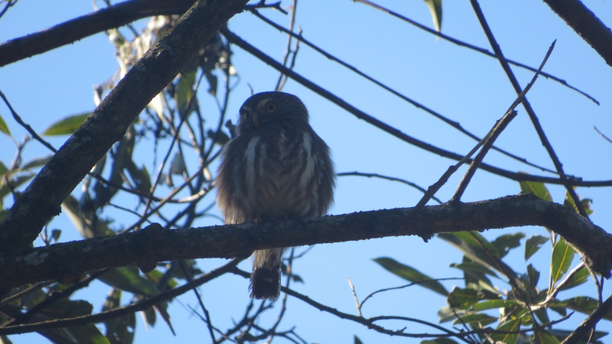 Ferruginous Pygmy-Owl - ML599941741