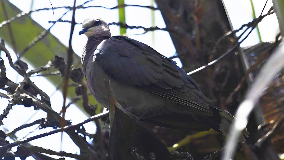 Red-eyed Dove - ML599941801