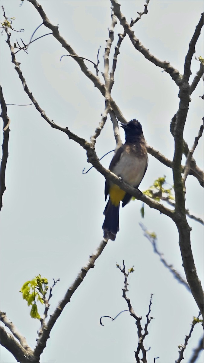 Common Bulbul (Dark-capped) - ML599941831