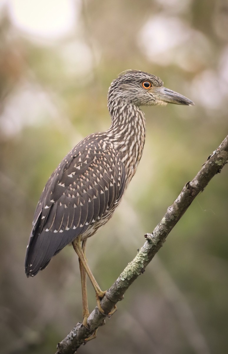 Yellow-crowned Night Heron - ML599941921