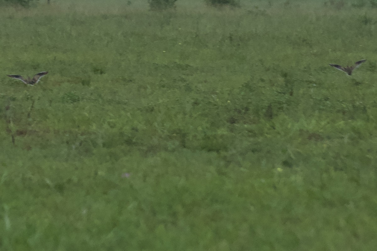 Upland Sandpiper - Graham Norman