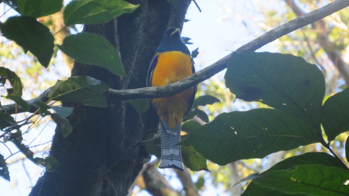 Atlantic Black-throated Trogon - Ulises Ornstein