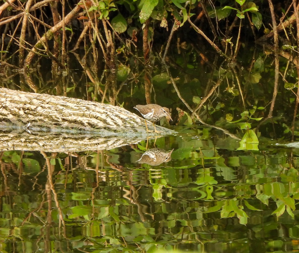 Spotted Sandpiper - ML599942561